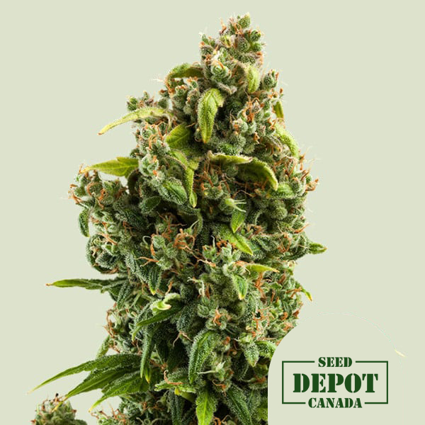 product-desc-1