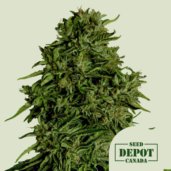 product-desc-1
