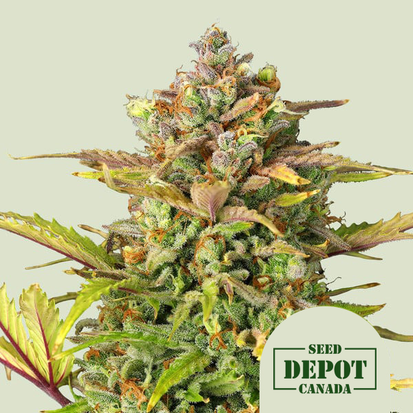 product-desc-1