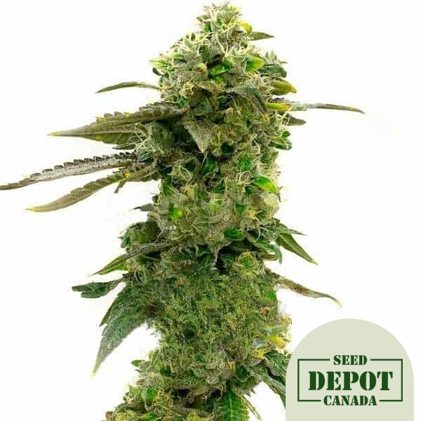 product-desc-1