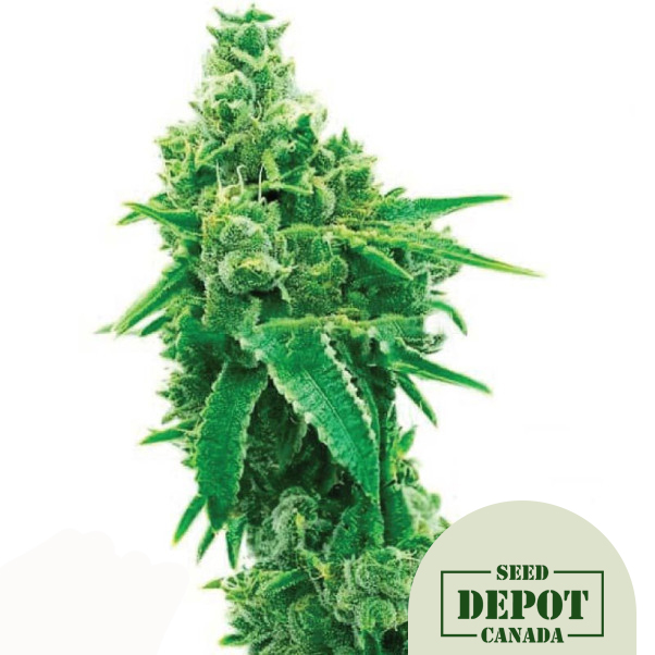 product-desc-1