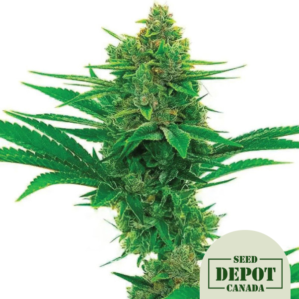 product-desc-1