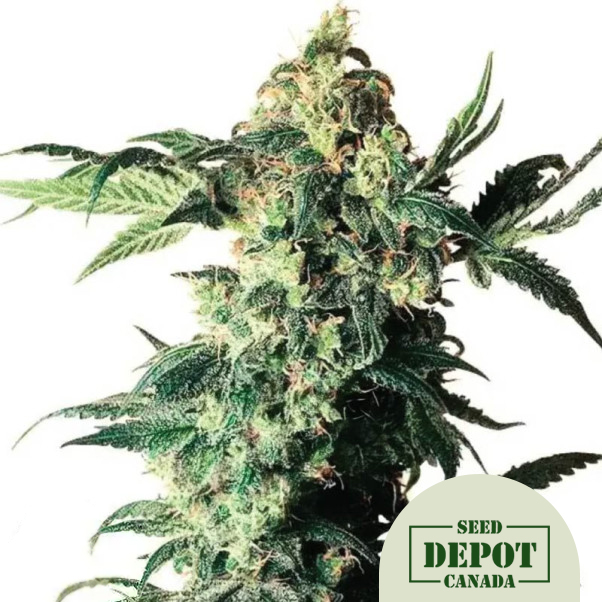 product-desc-1