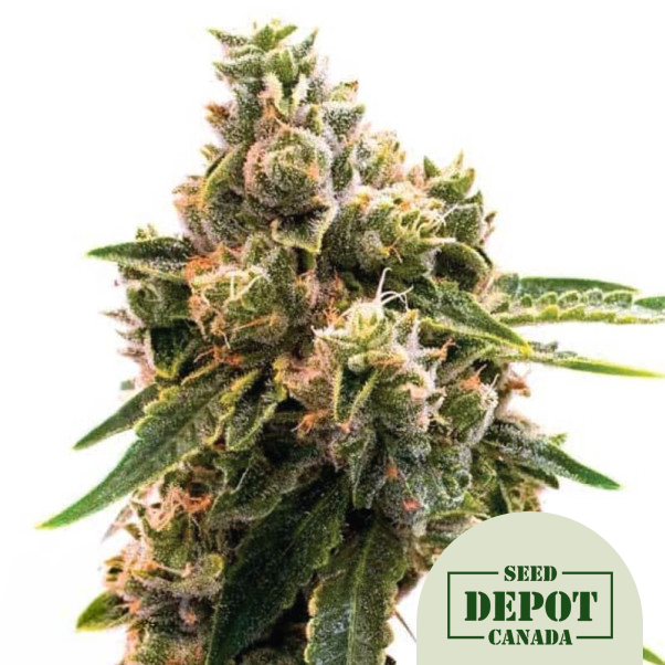 product-desc-1