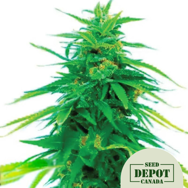 product-desc-1