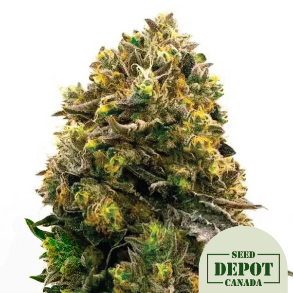 product-desc-1