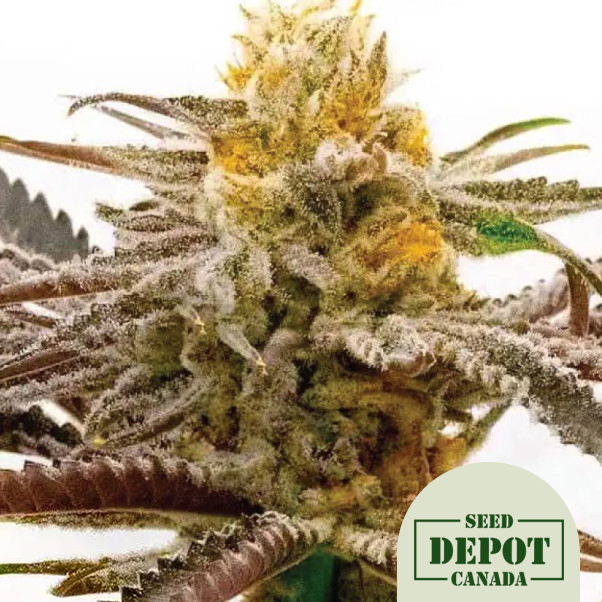 product-desc-1