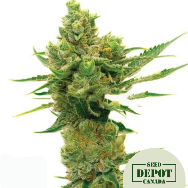 product-desc-1