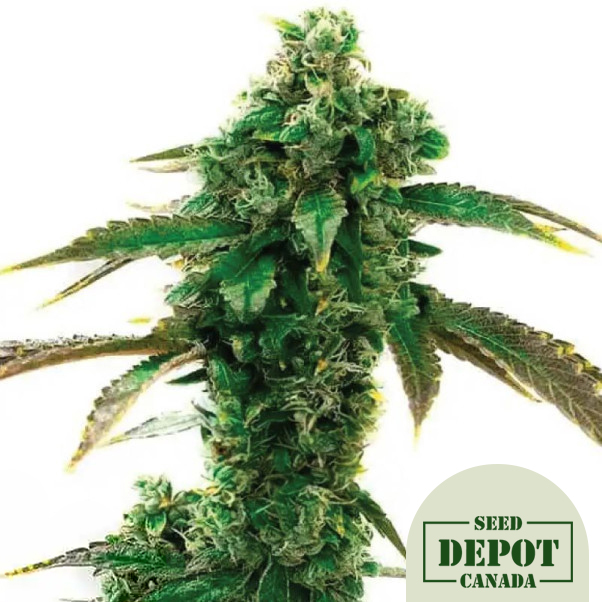 product-desc-1