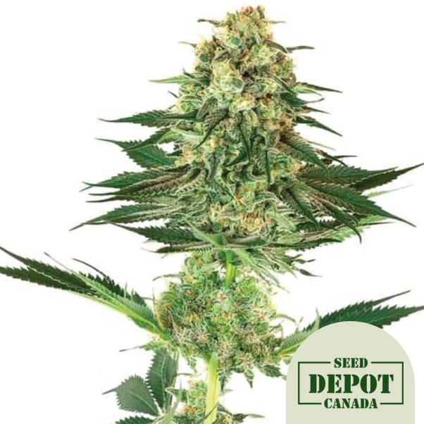 product-desc-1