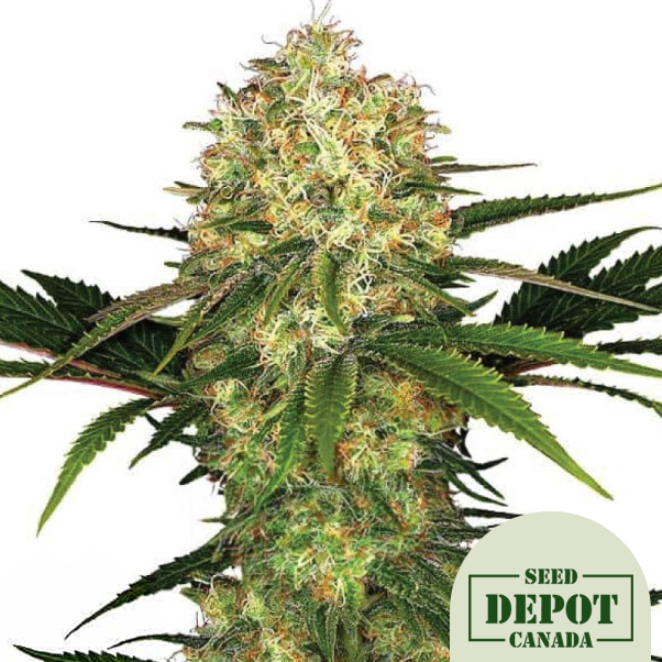 product-desc-1