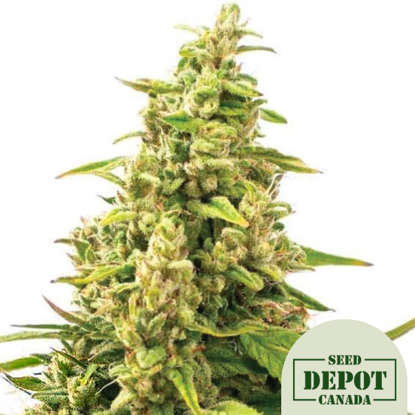 product-desc-1