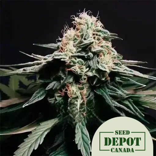 product-desc-1