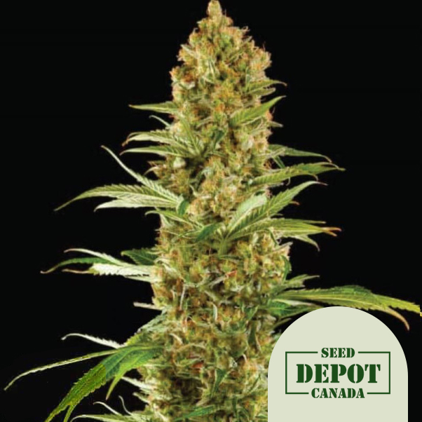 product-desc-1