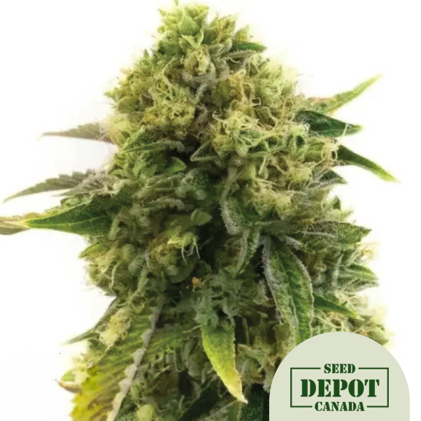 product-desc-1