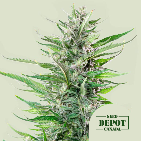 product-desc-1