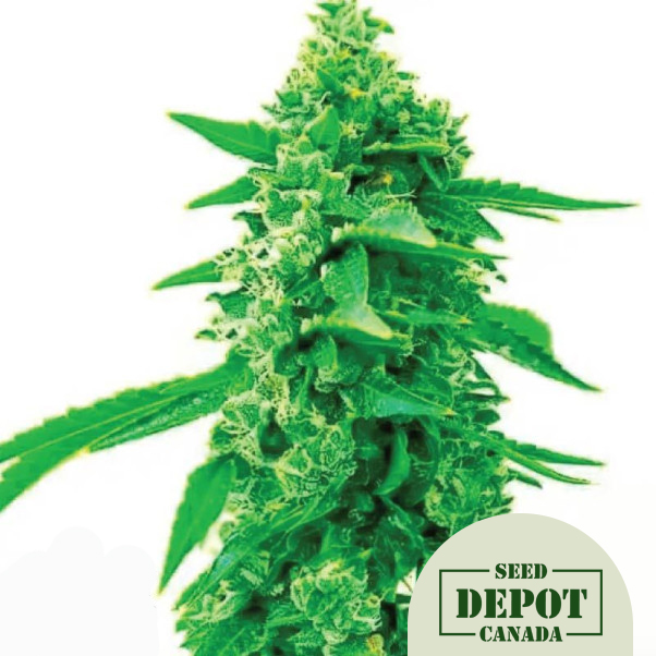 product-desc-1