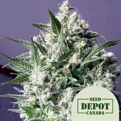 product-desc-1
