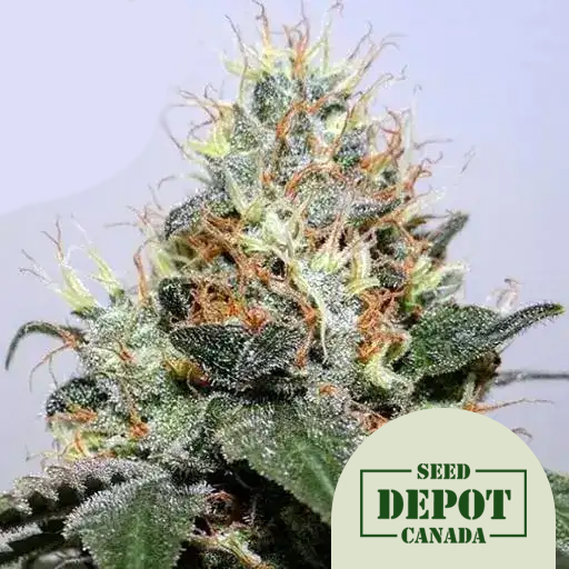 product-desc-1