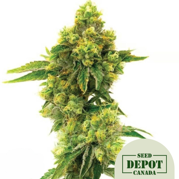 product-desc-1