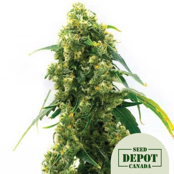 product-desc-1
