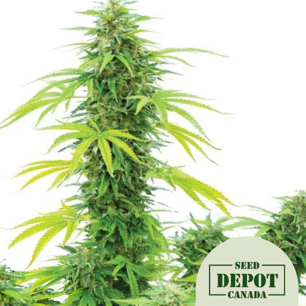 product-desc-1