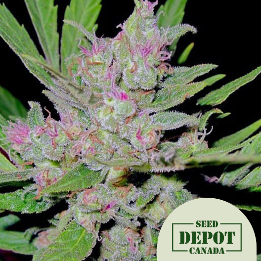 product-desc-1