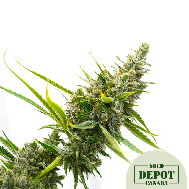 product-desc-1