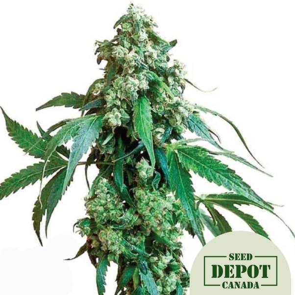 product-desc-1