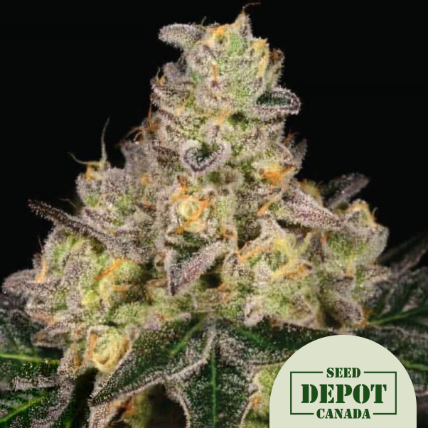 product-desc-1