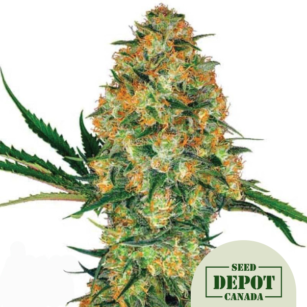 product-desc-1