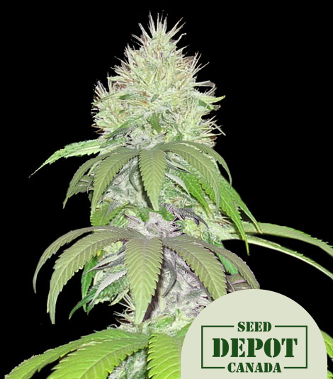 product-desc-1