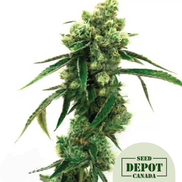product-desc-1
