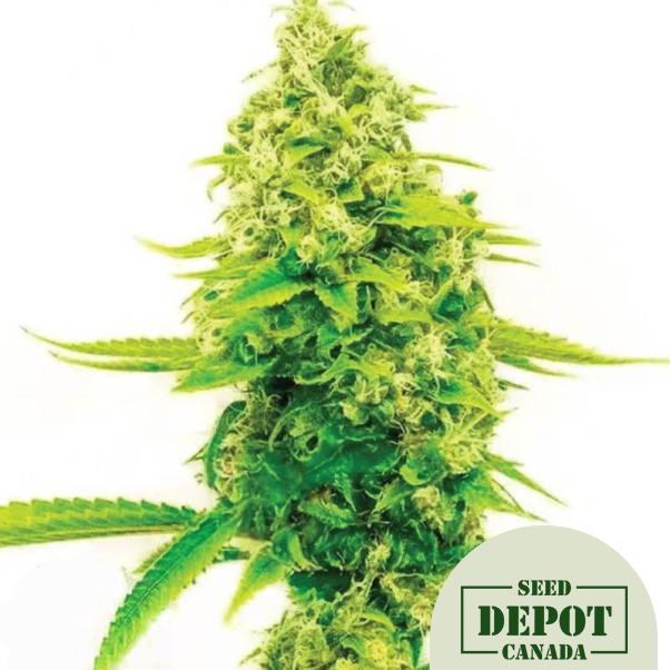 product-desc-1