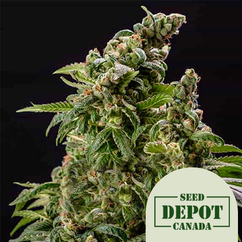 product-desc-1