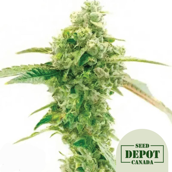 product-desc-1