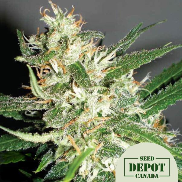 product-desc-1