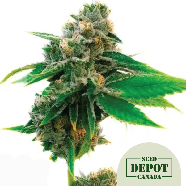 product-desc-1