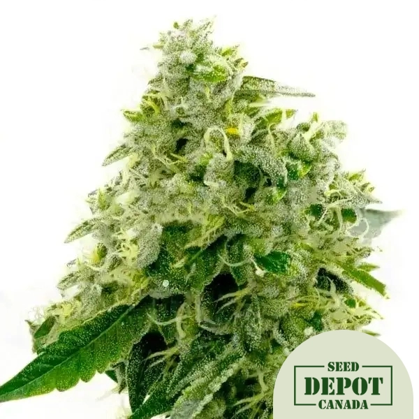 product-desc-1