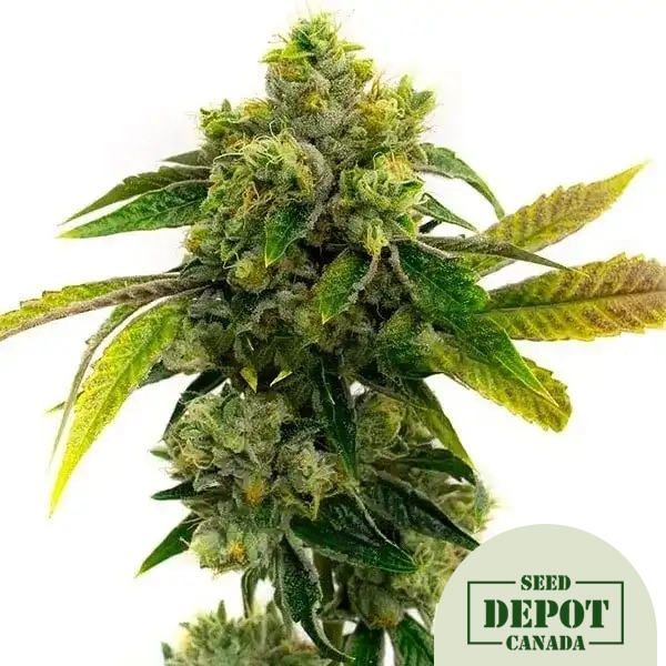 product-desc-1