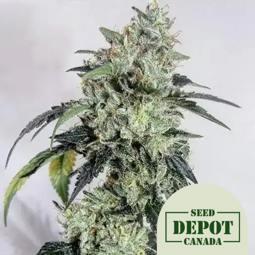 product-desc-1