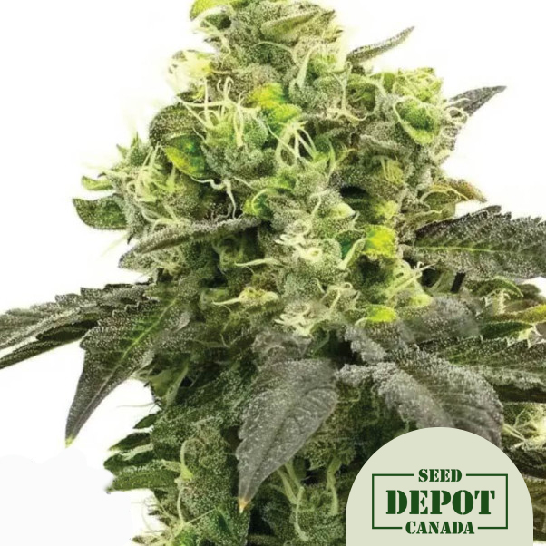 product-desc-1