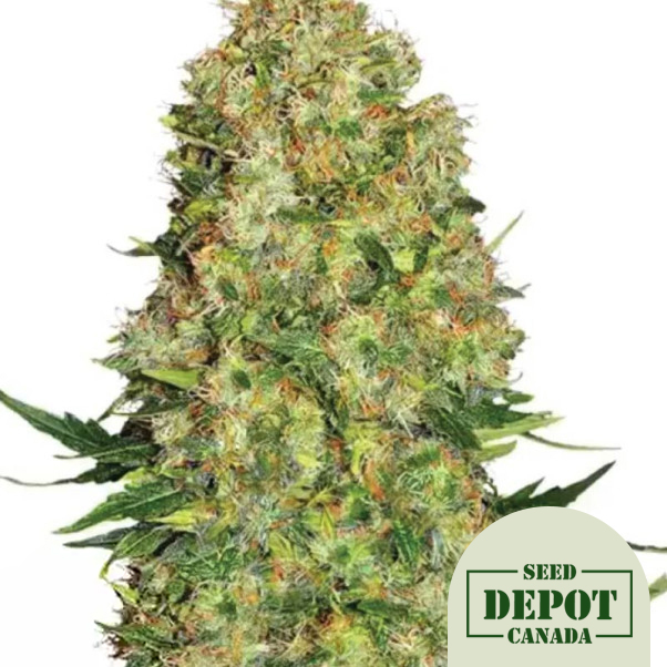 product-desc-1