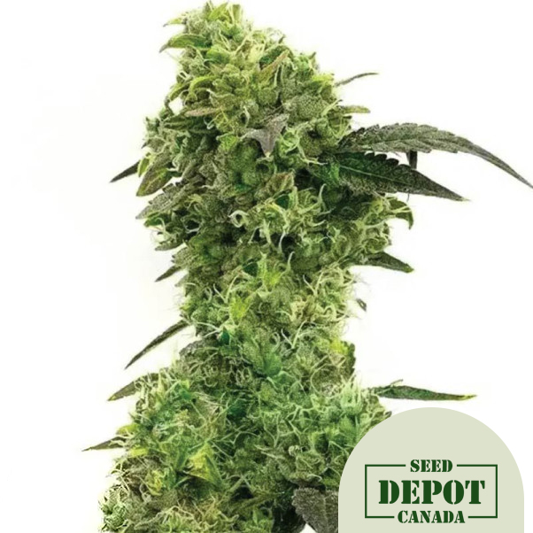 product-desc-1