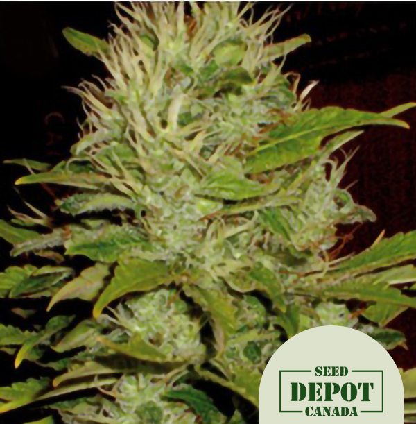 product-desc-1