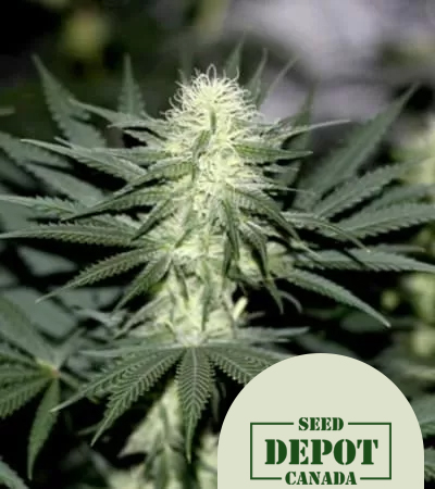 product-desc-1