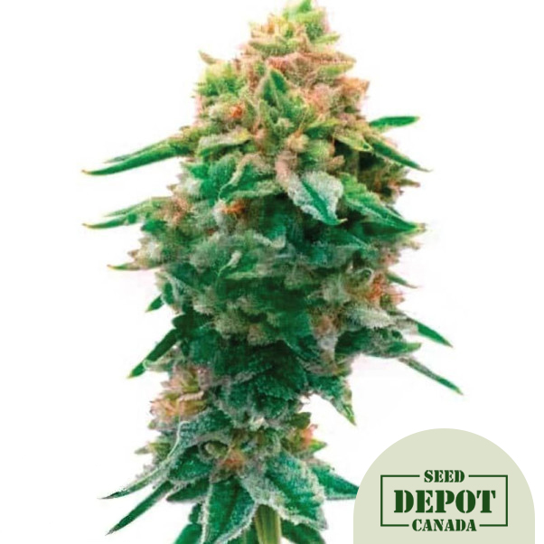 product-desc-1