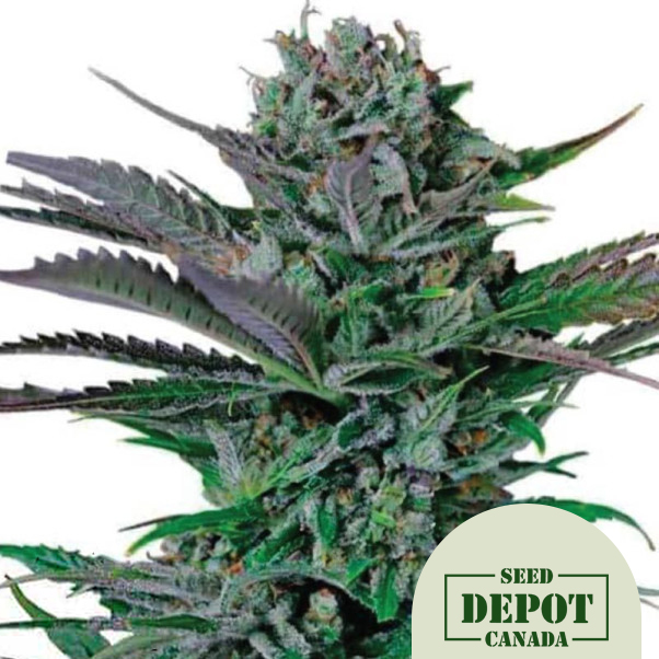 product-desc-1