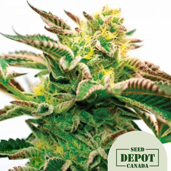 product-desc-1