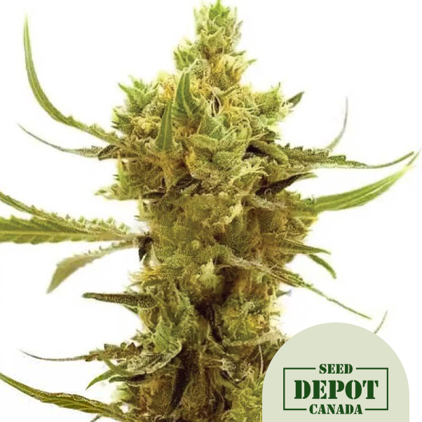 product-desc-1